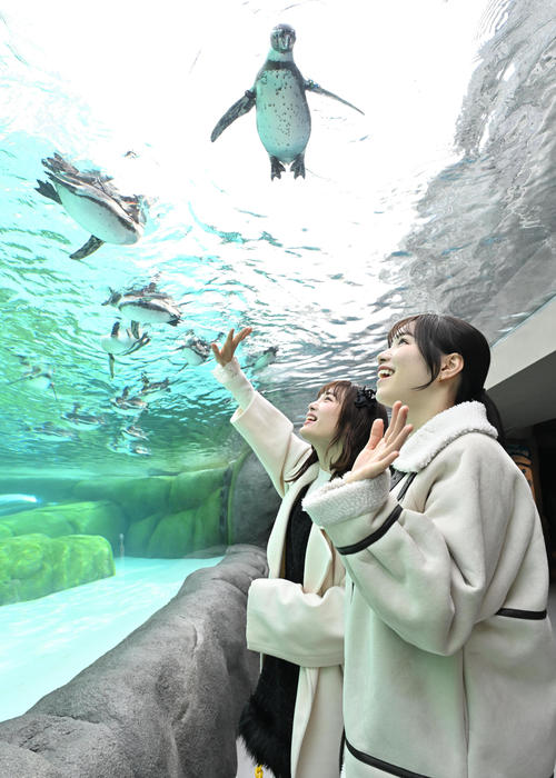 ペンギンに手を振る、左からNMB48新澤菜央、水田詩織（撮影・石井愛子）